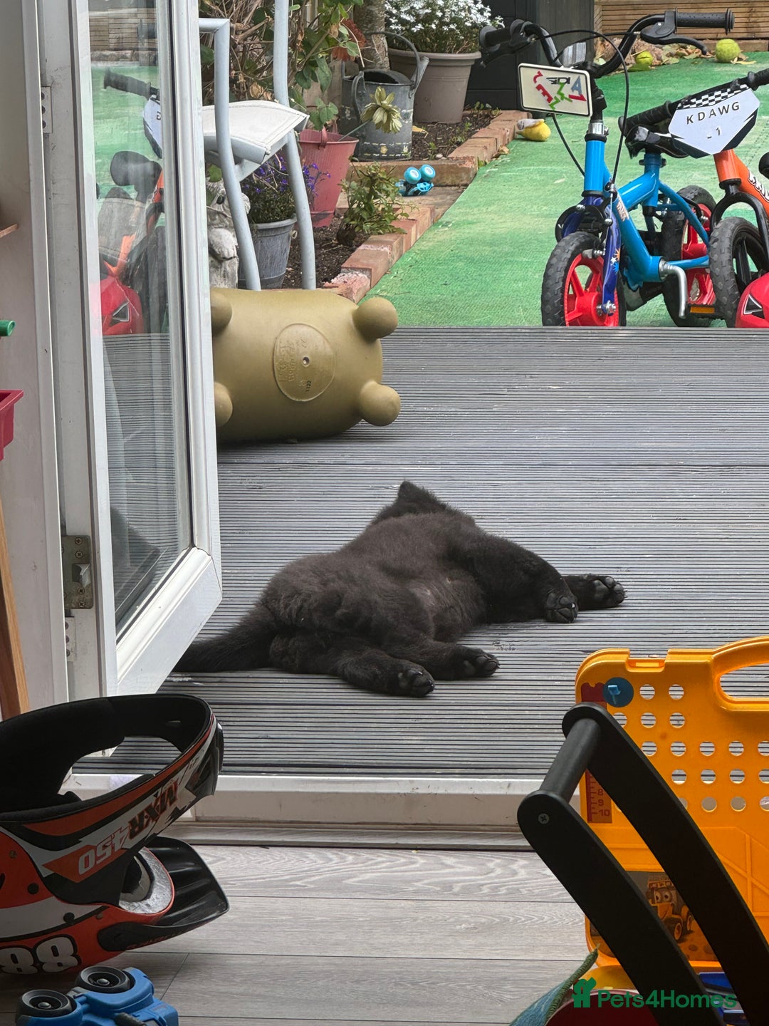 Chow Chow dogs for sale: Female Chow Kiki - Advert 11