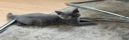 British Longhair cats for sale: British long hair kittens  - Advert 4