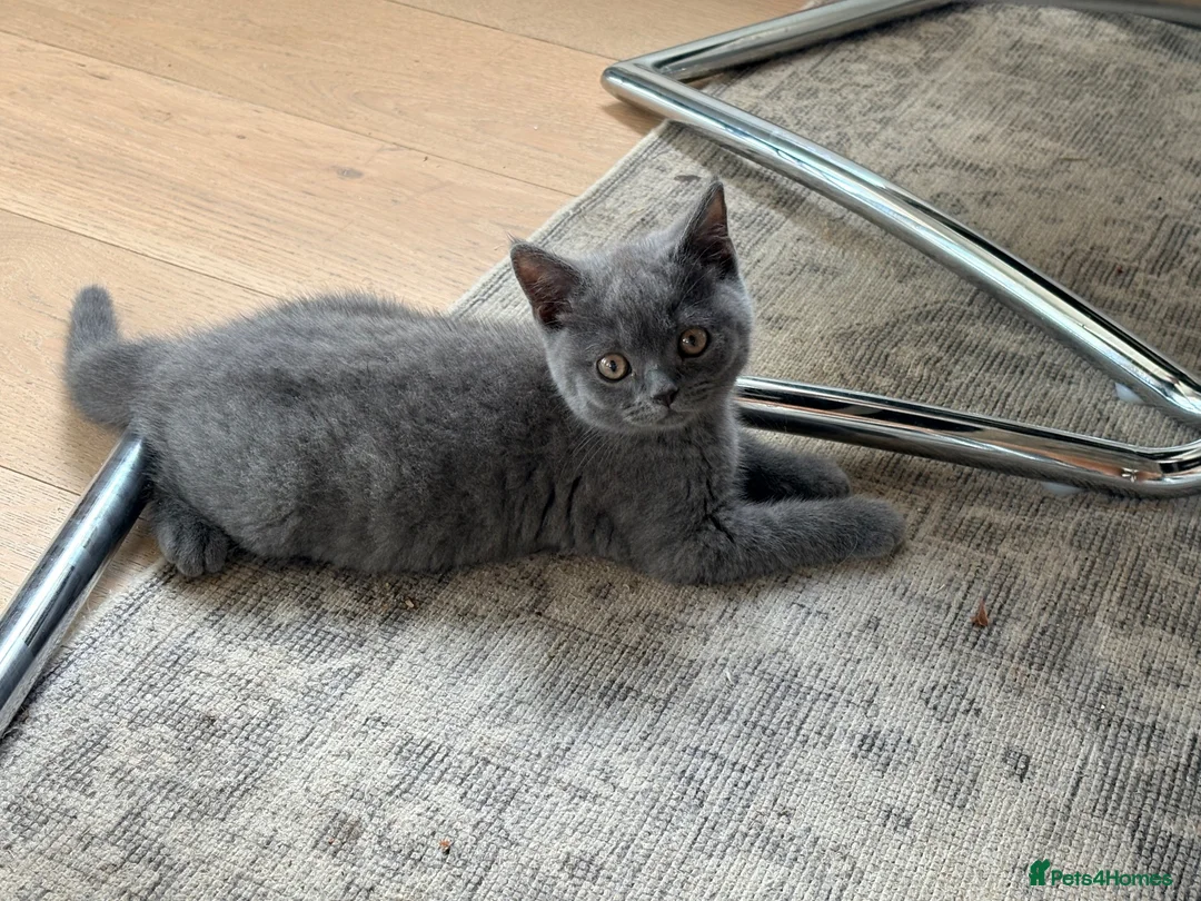 British Longhair cats for sale: British long hair kittens  - Advert 2