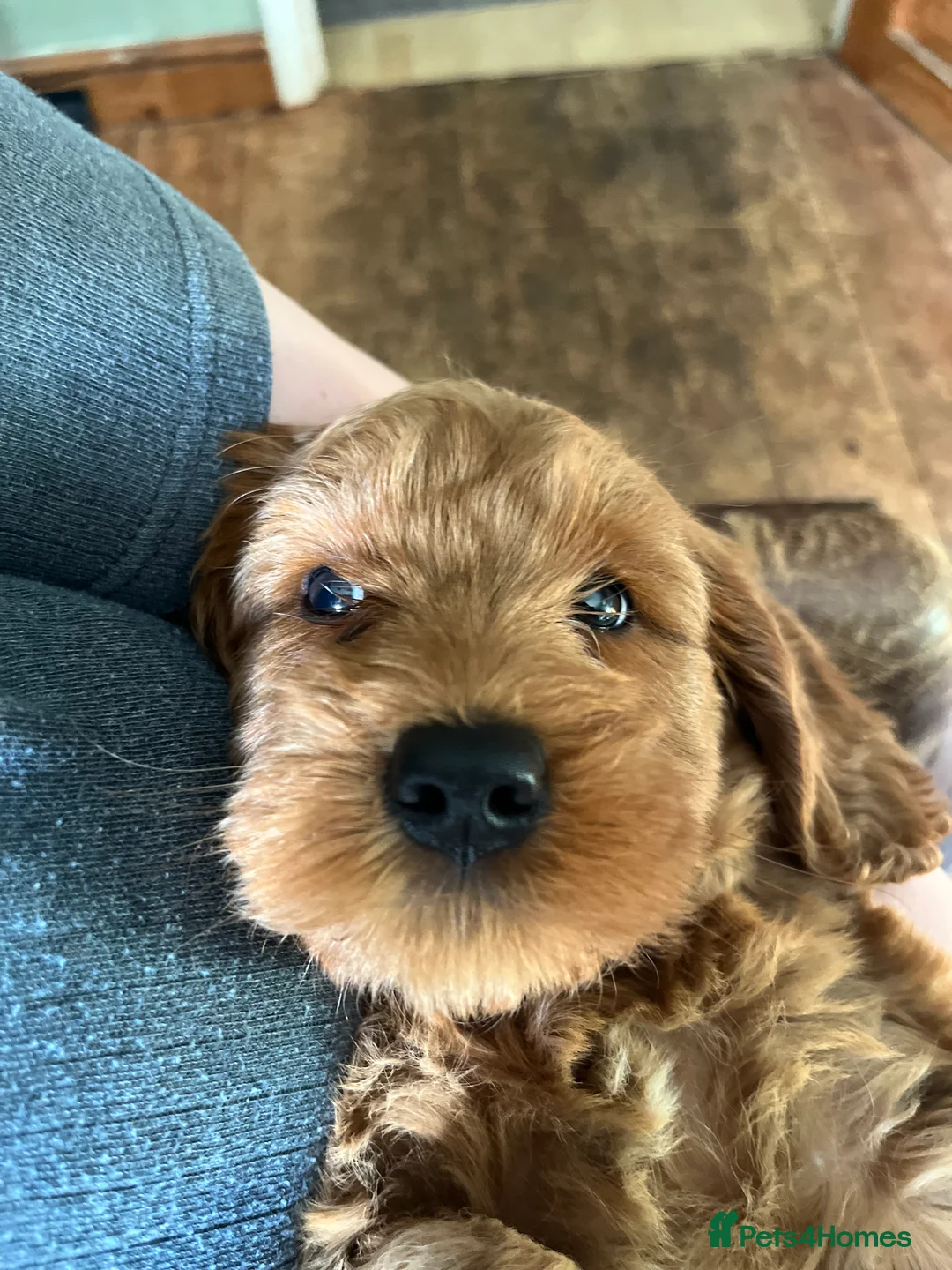 Australian Labradoodle dogs for sale: Meet Lettuce  - Advert 2