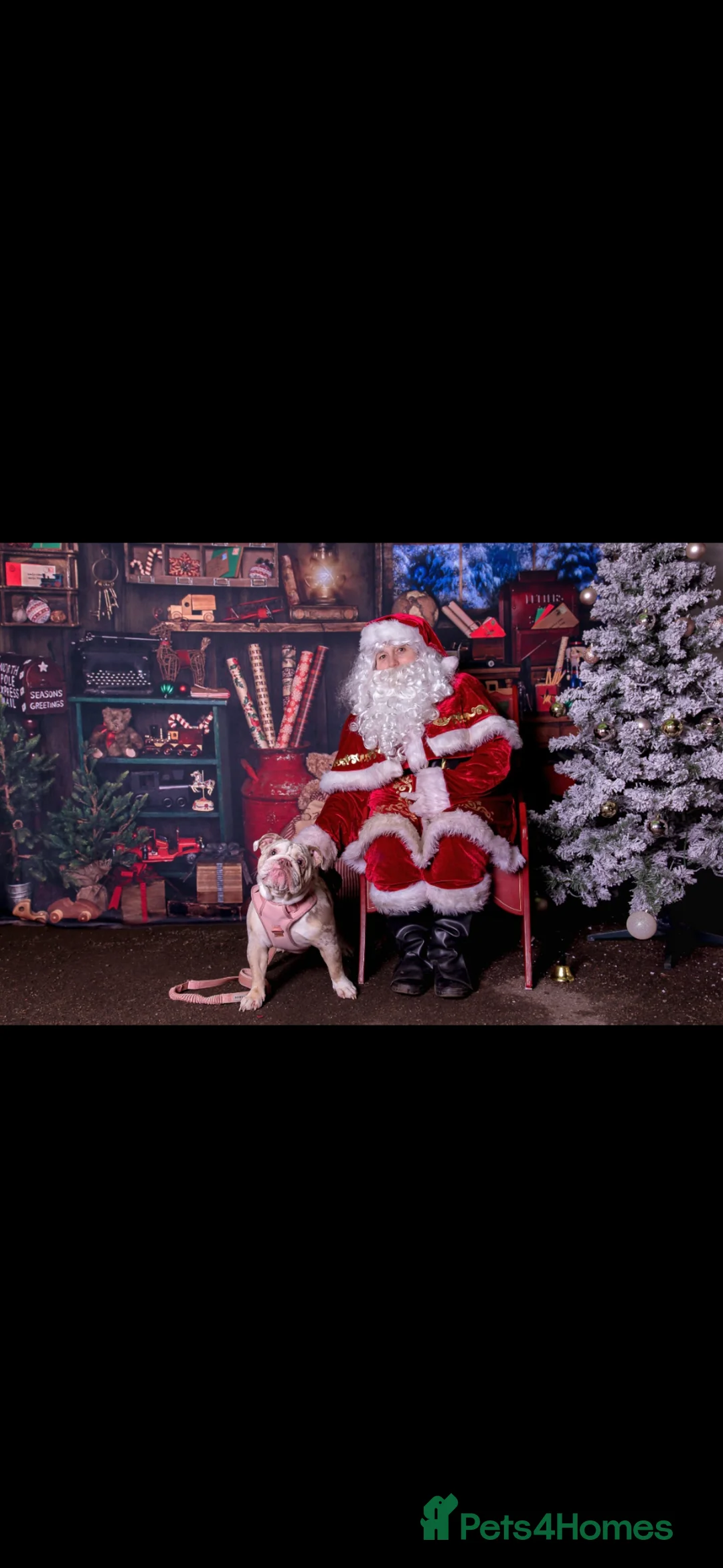 English Bulldog dogs for sale: English bulldog in Maidstone - Advert 6