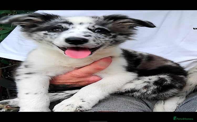 Border Collie dogs - Advert 3