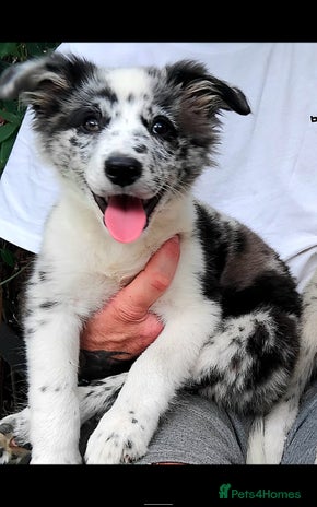 Border Collie dogs - Advert 1