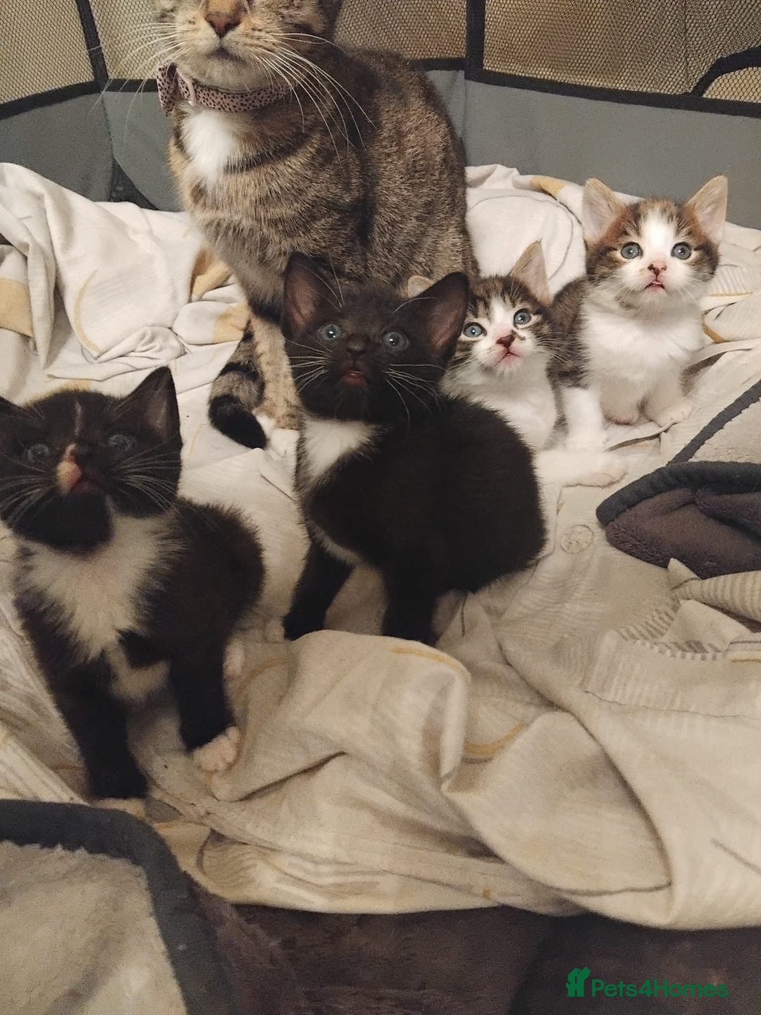 Mixed Breed cats for sale: 4 Lovely Kittens - Advert 4