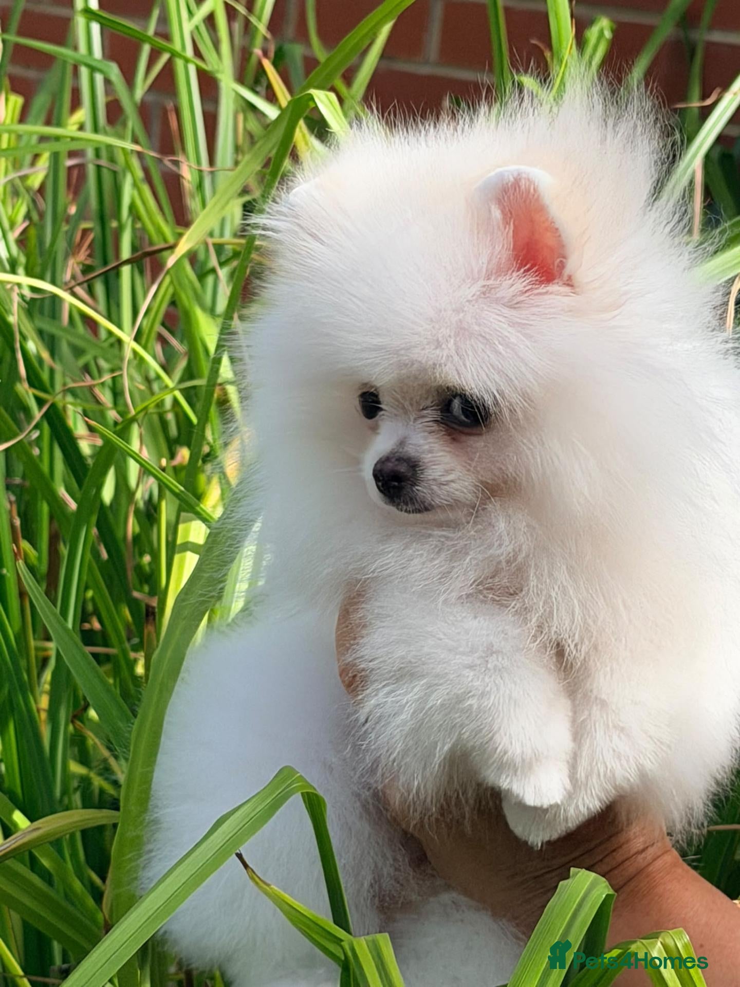 Pomeranian dogs Stunning Tiny Pomeranian Puppy Girl Available - Advert 2