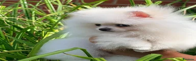 Pomeranian 1