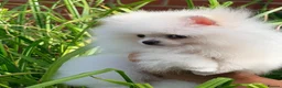 Pomeranian dogs for sale: Stunning Tiny Pomeranian Puppy Girl Available in London - Advert 2