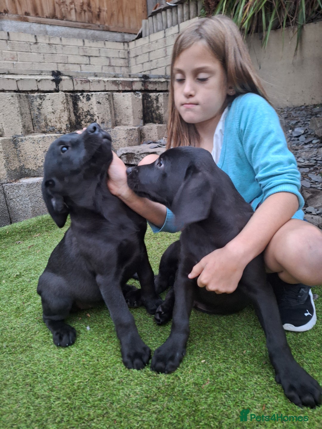 Labrador Retriever dogs for sale: ONLY 2 LEFT. Beautiful Healthy Labrador Puppies - Image 10