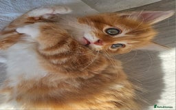 Mixed Breed cats for sale: 07759 033951 1 tabby girl  - Image 14