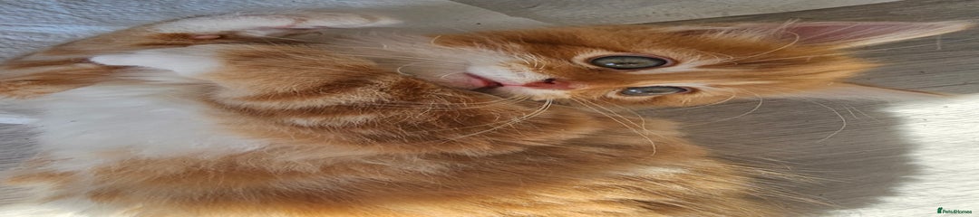 Mixed Breed Kitten 3