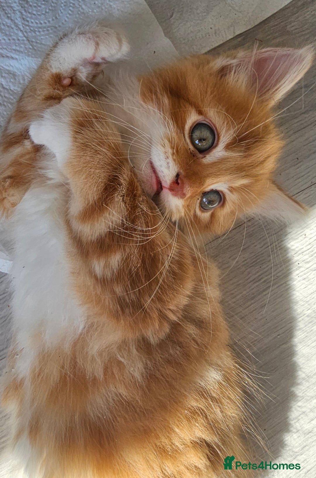 Mixed Breed cats for sale: 07759 033951 1 tabby girl  - Image 14