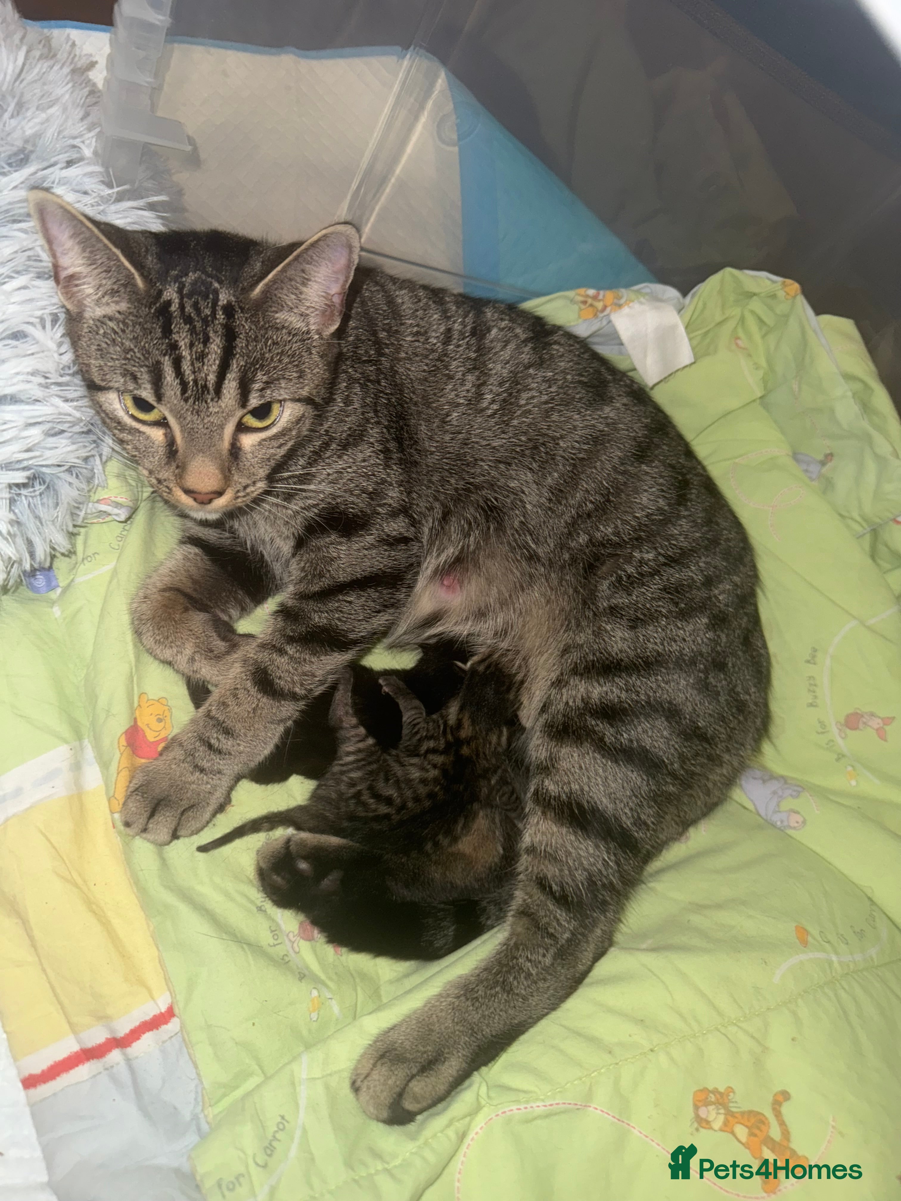 Mixed Breed cats 2 Tabby kittens for sale - Advert 1