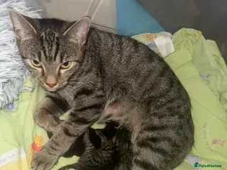 Mixed Breed cats 2 Tabby kittens for sale - Advert 1