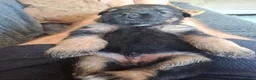 German Shepherd dogs for sale: 11 German shepherd puppies 6 boys 5 girls  in Sudbury - Advert 2