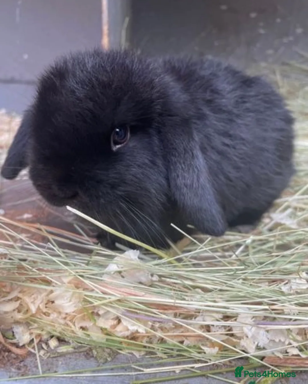French Lop rabbits for sale: 29 month old (lop) male rabbit - Rex in Blackburn - Advert 2