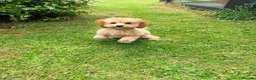 Toy Poodle dogs for sale: 1 boy available healthtested beautiful toy poodle  - Advert 12