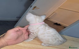 Bengal cats for sale: BLUE EYE SNOW BENGAL LYNC TICA ACTIVE - Image 30