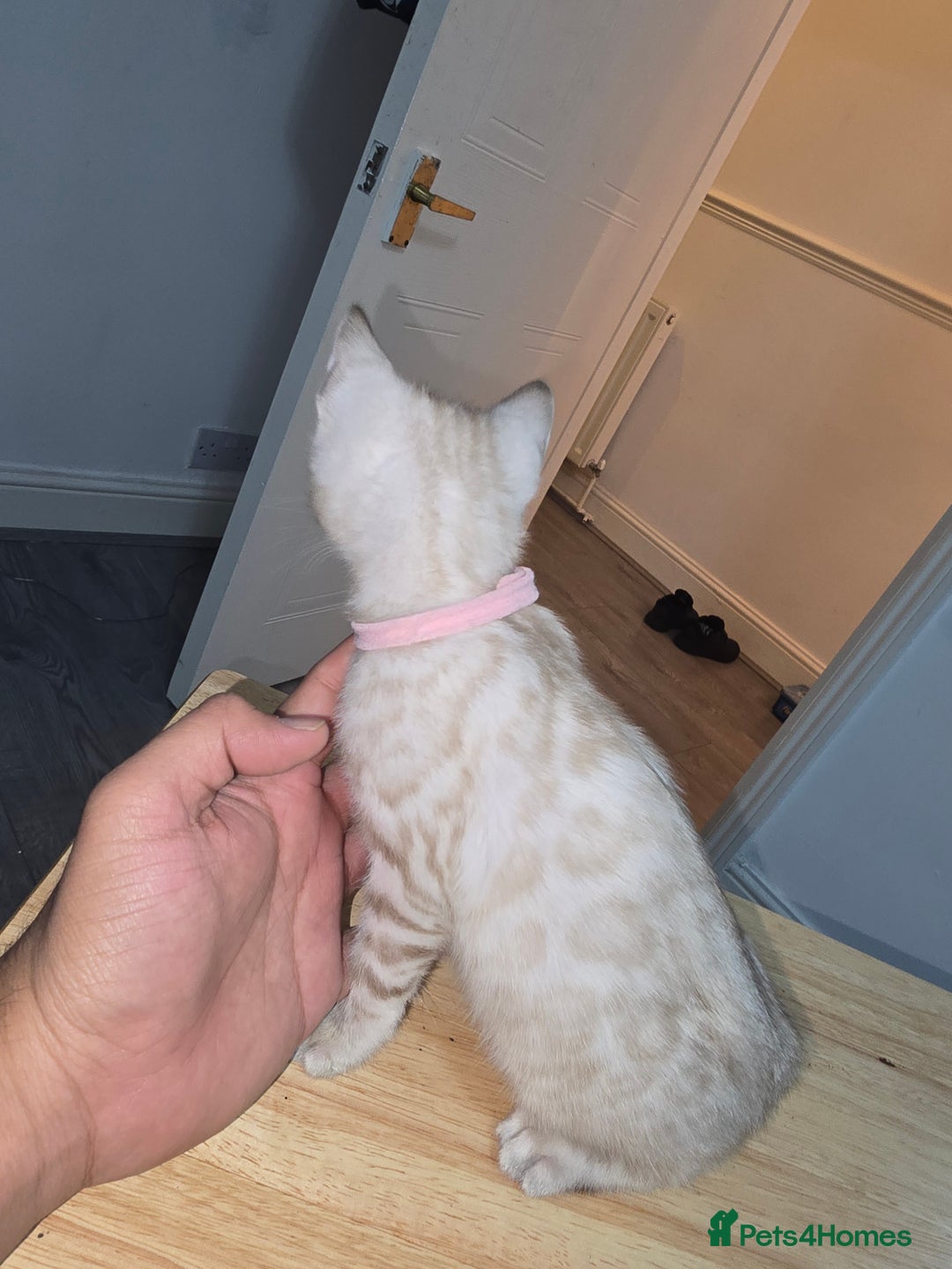 Bengal cats for sale: BLUE EYE SNOW BENGAL LYNC TICA ACTIVE - Image 30