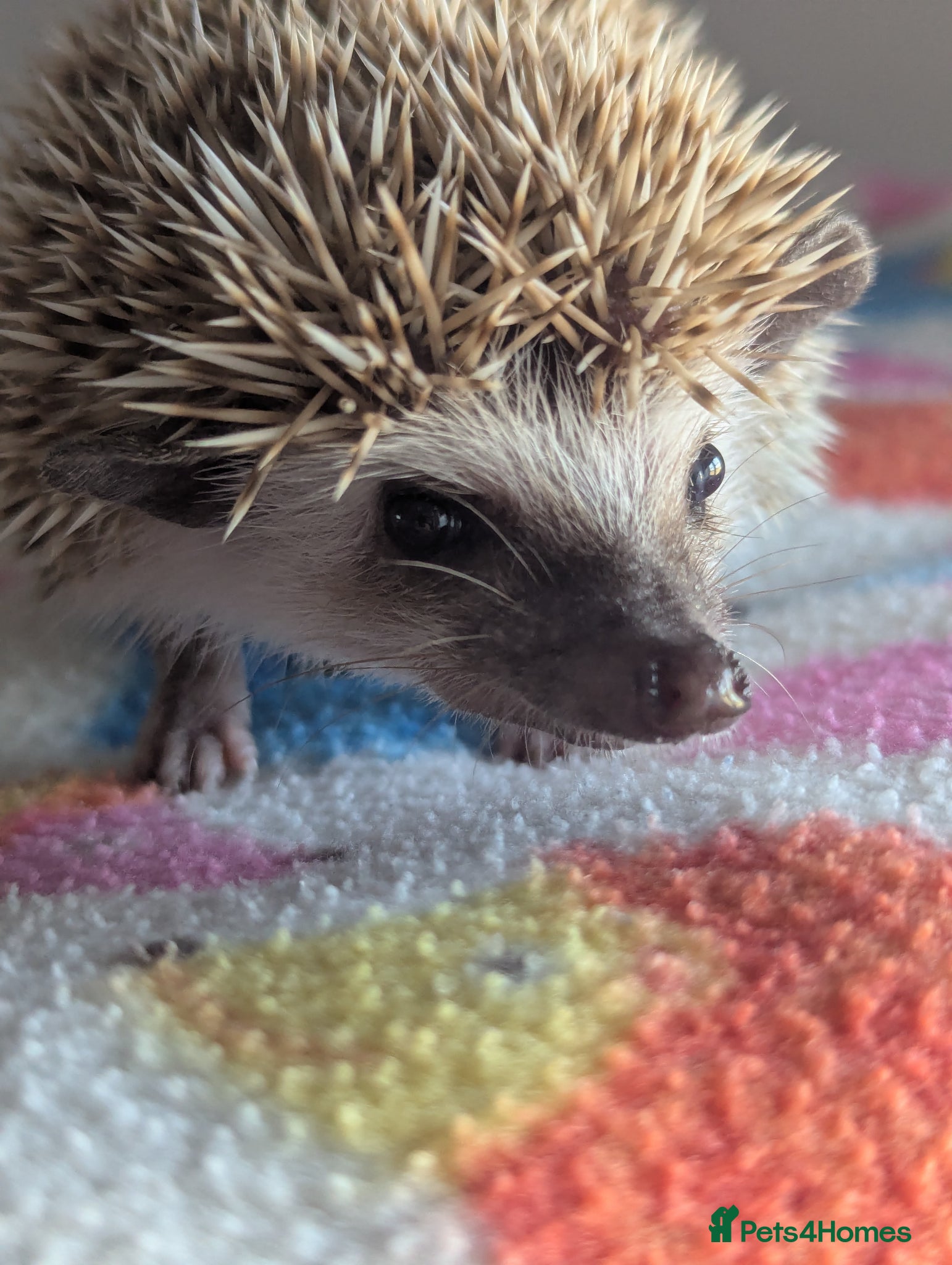 Pygmy Hedgehog rodents Only 1 Beautiful Male Ready Now £250 - Advert 1