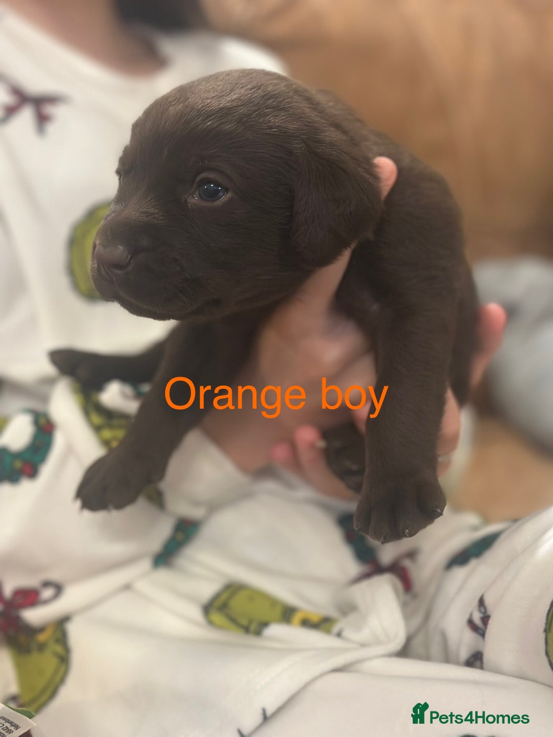 Labrador Retriever dogs for sale: Beautiful Labrador puppies - Advert 11