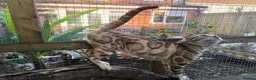 Bengal cats for stud: GCCF & TICA Registered Snow Bengal for Stud - Advert 5