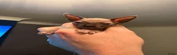 Sphynx cats for sale: Female Sphynx kittens ready to leave  - Advert 7