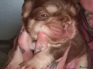 French Bulldog dogs French bulldog fluffy pup - Advert 11