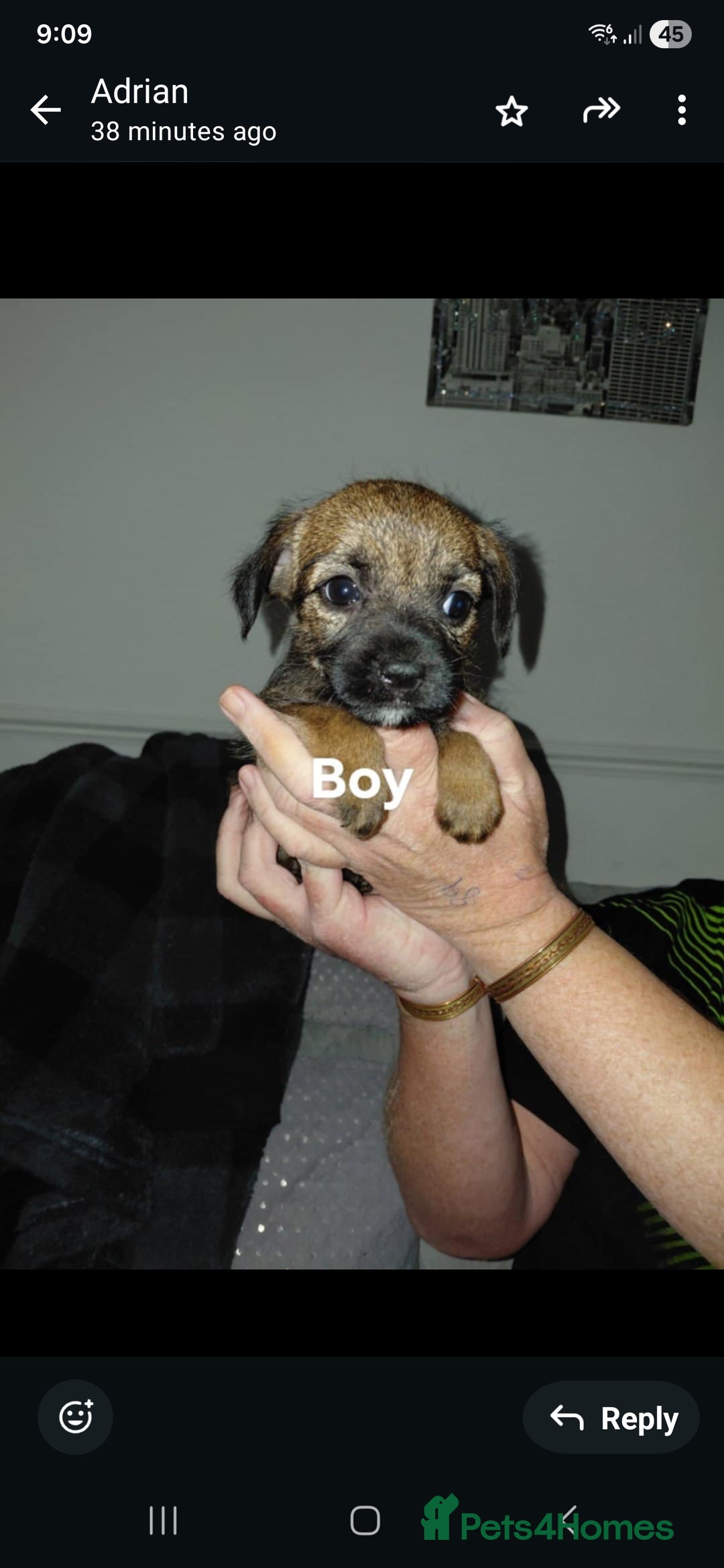 Border Terrier dogs for sale: 4 beauty looking for forever homes - Advert 10