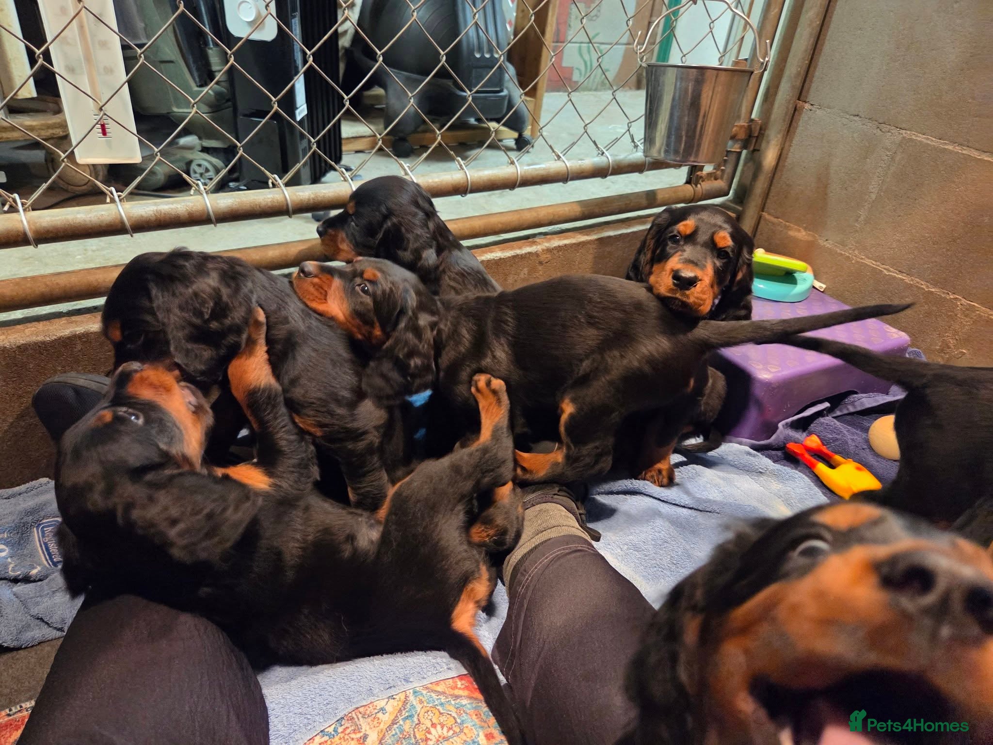 Gordon Setter dogs 🐾 Gordon Setter Puppies Raised in Our Home 🐾 - Advert 1