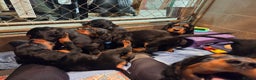 Gordon Setter dogs for sale: 🐾 Gordon Setter Puppies Raised in Our Home 🐾 - Advert 1