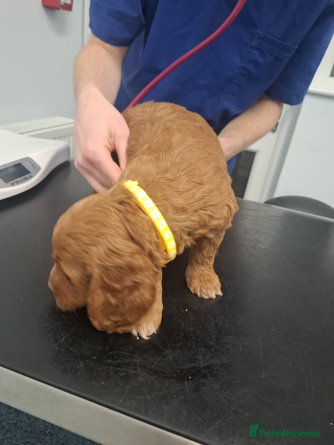 Cockapoo dogs for sale: Red cockerpoo pups  - Advert 11