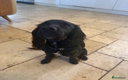 Cocker Spaniel dogs for sale: 6month old cocker spaniel puppy  - Image 3