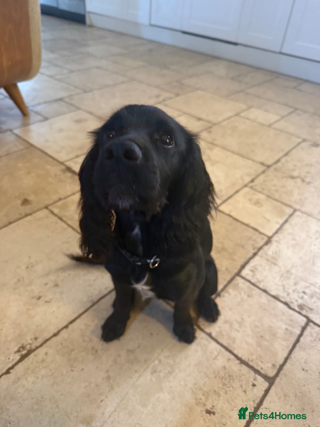 Cocker Spaniel dogs for sale: 6month old cocker spaniel puppy  - Image 3