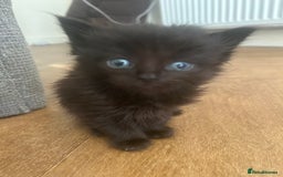 Russian Blue cats for sale: STUNNING KITTENS  - Image 2