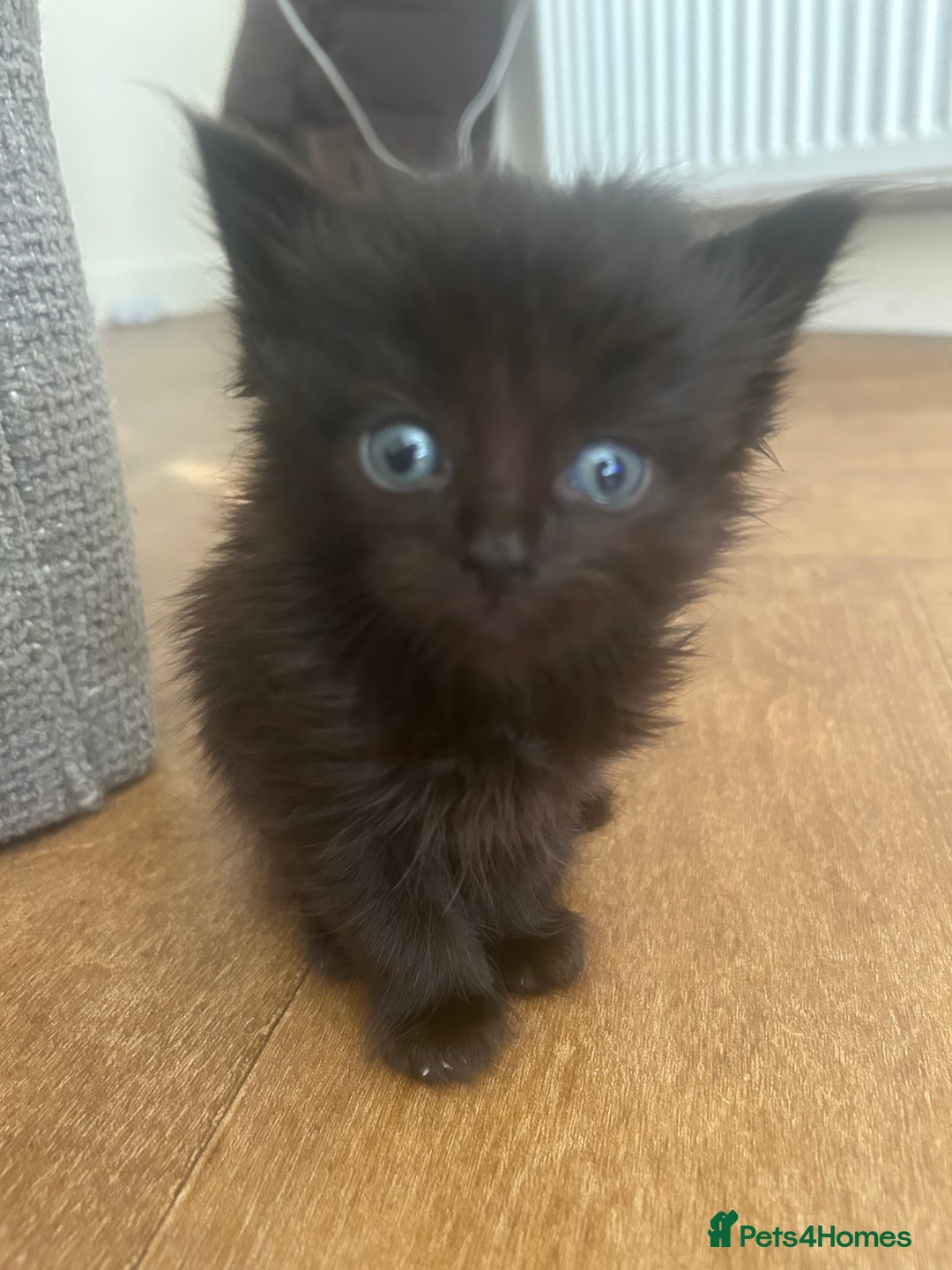 Russian Blue cats for sale: STUNNING KITTENS  - Image 2