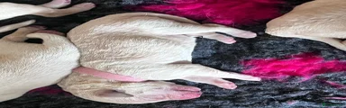 Ms Pink