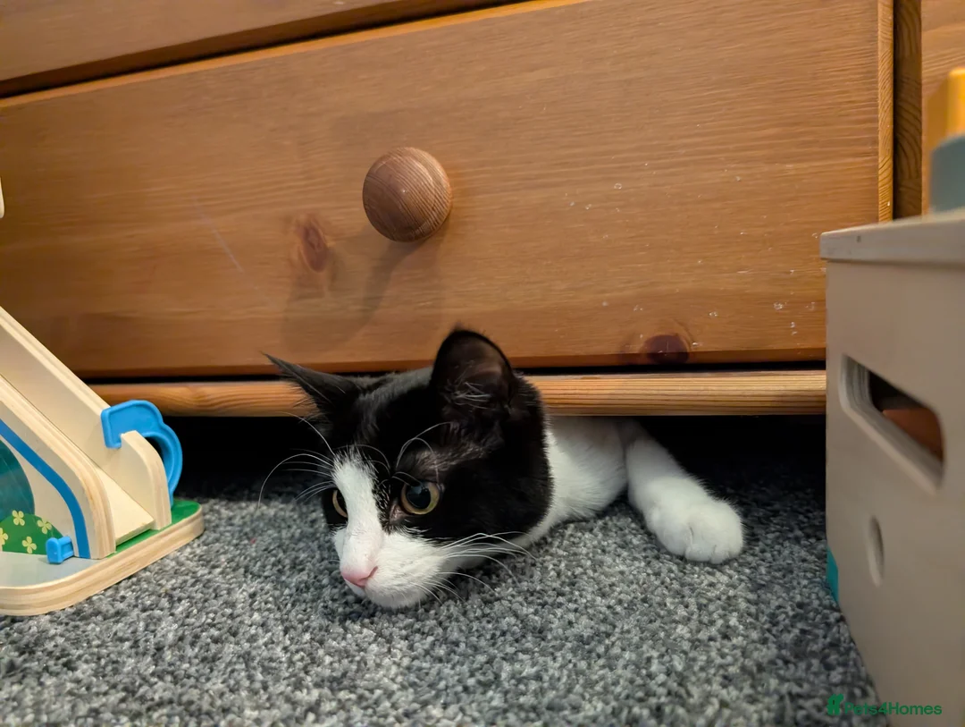 Mixed Breed cats for sale: British Shorthair x Maine Coon Kitten in Chester - Advert 5