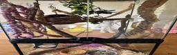 Mouse rodents for sale: 6 African Pygmy dormice & enclosure - Advert 5