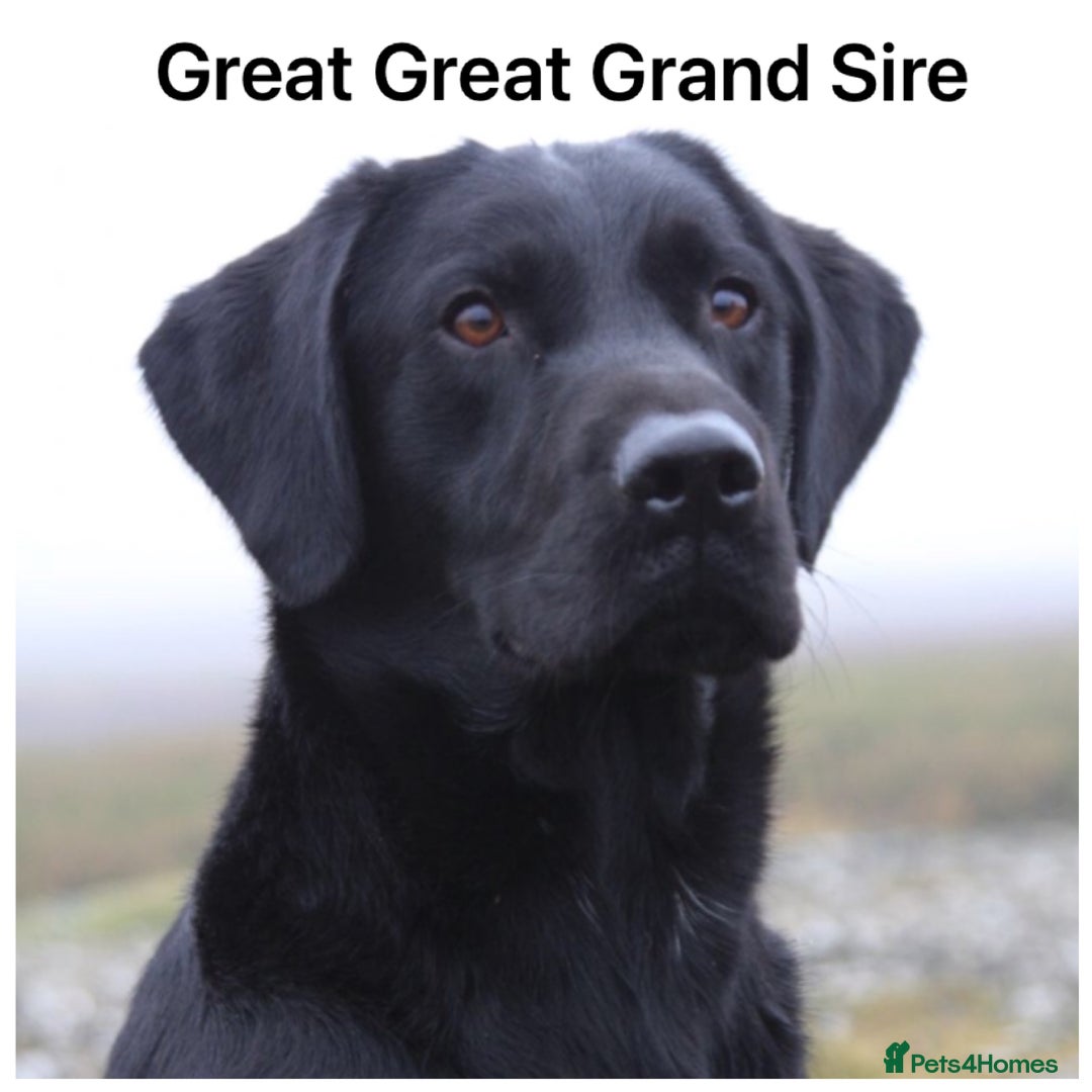 Labrador Retriever dogs for sale: Stunning KC pups,health tested parents&great lines - Advert 23