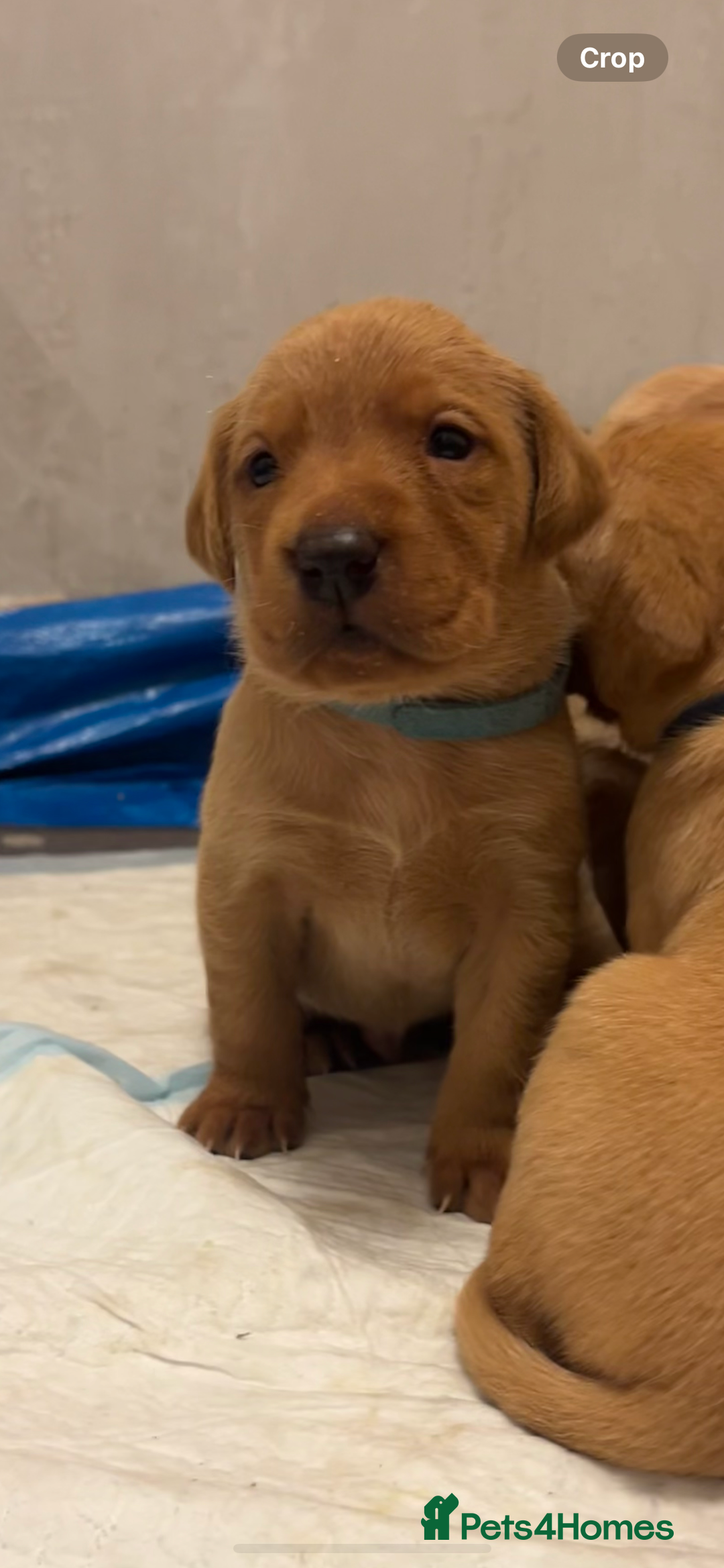 Labrador Retriever dogs for sale: KC Registered Fox Red and Yellow Labrador Puppies  - Advert 10