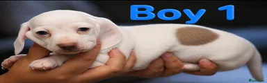 Boy 1