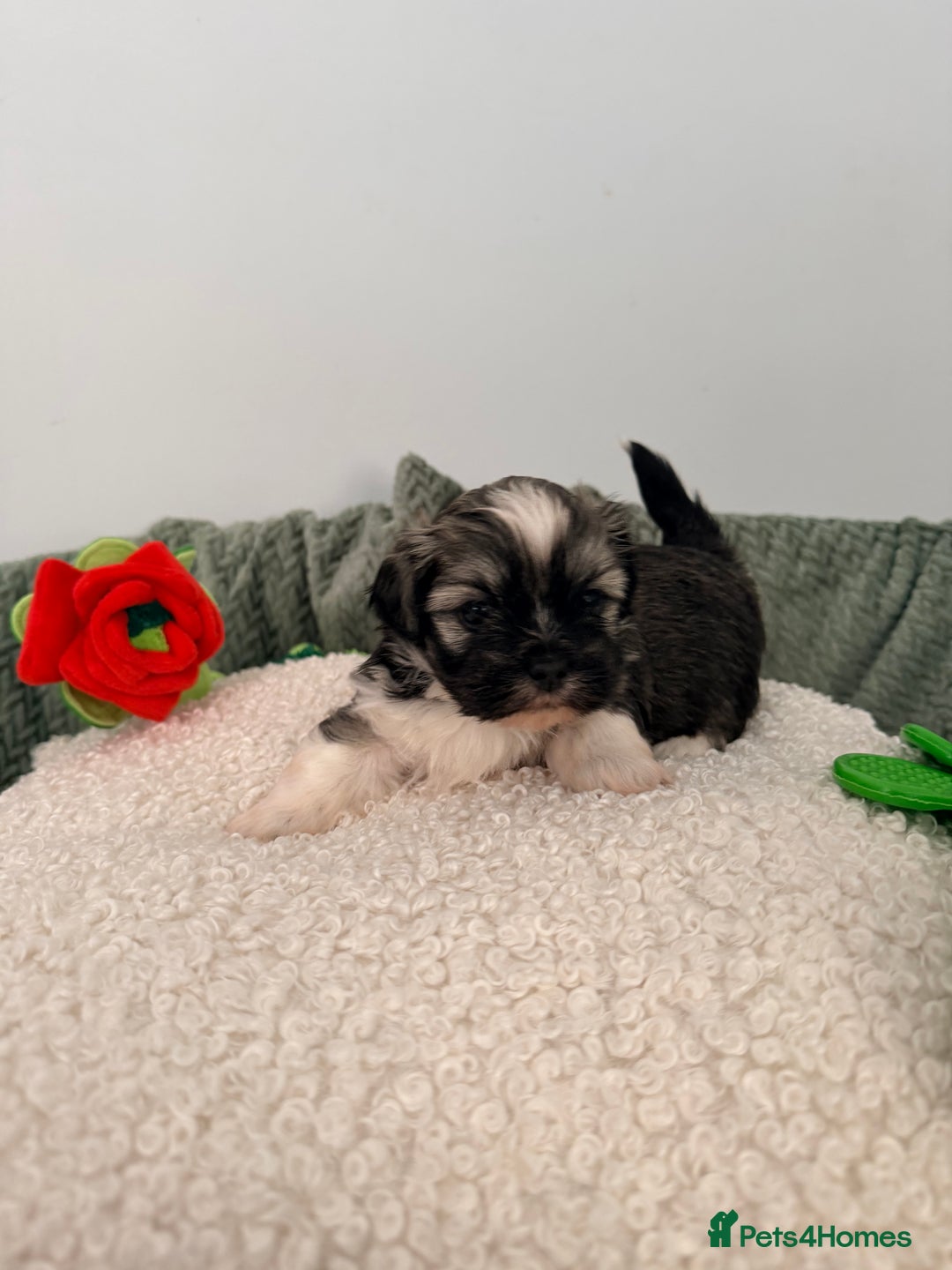Lhasa Apso dogs for sale: Beautiful litter of KC Lhasa Apso puppies  - Advert 5