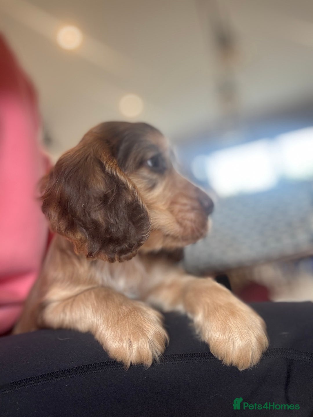 Cocker Spaniel dogs for sale: Gorgeous KC Show cocker spaniels  - Image 9
