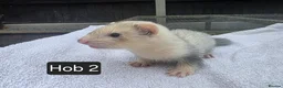 Ferret rodents for sale: Silver Ferret Kits Ready To Leave - Advert 13