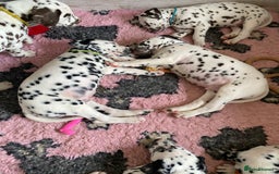 Dalmatian dogs for sale: Top quality show type Dalmatian pups 🐶  - Image 30
