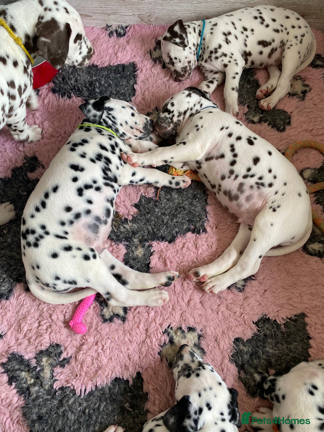 Dalmatian dogs for sale: Top quality show type Dalmatian pups 🐶  - Image 30