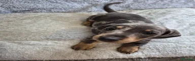Miniature Dachshund 2