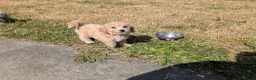 Poochon dogs for sale: F1 Poochon Puppies READY TO LEAVE *reduced* - Advert 12