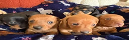 Miniature Dachshund dogs for sale: Kc reg 5 mini dachshund for sale  - Advert 16
