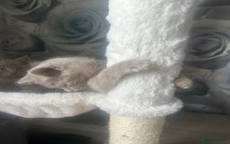 British Shorthair cats for sale: Beautiful British short hair kittens  in Manchester - Image 33